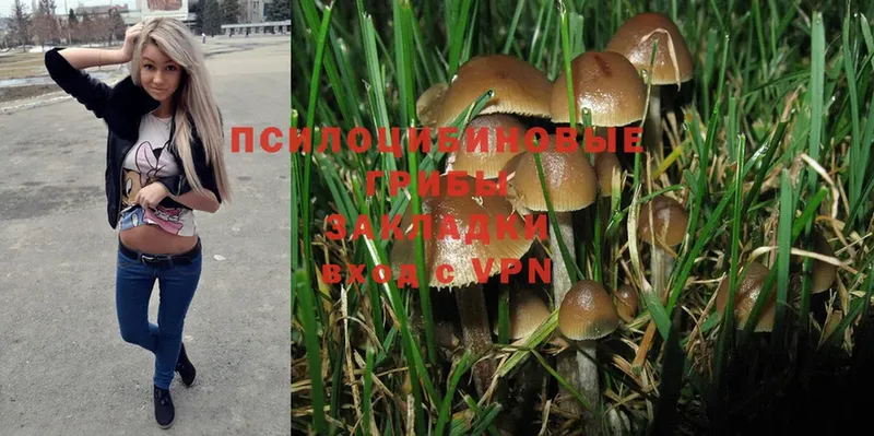 Галлюциногенные грибы Psilocybe  Киров 